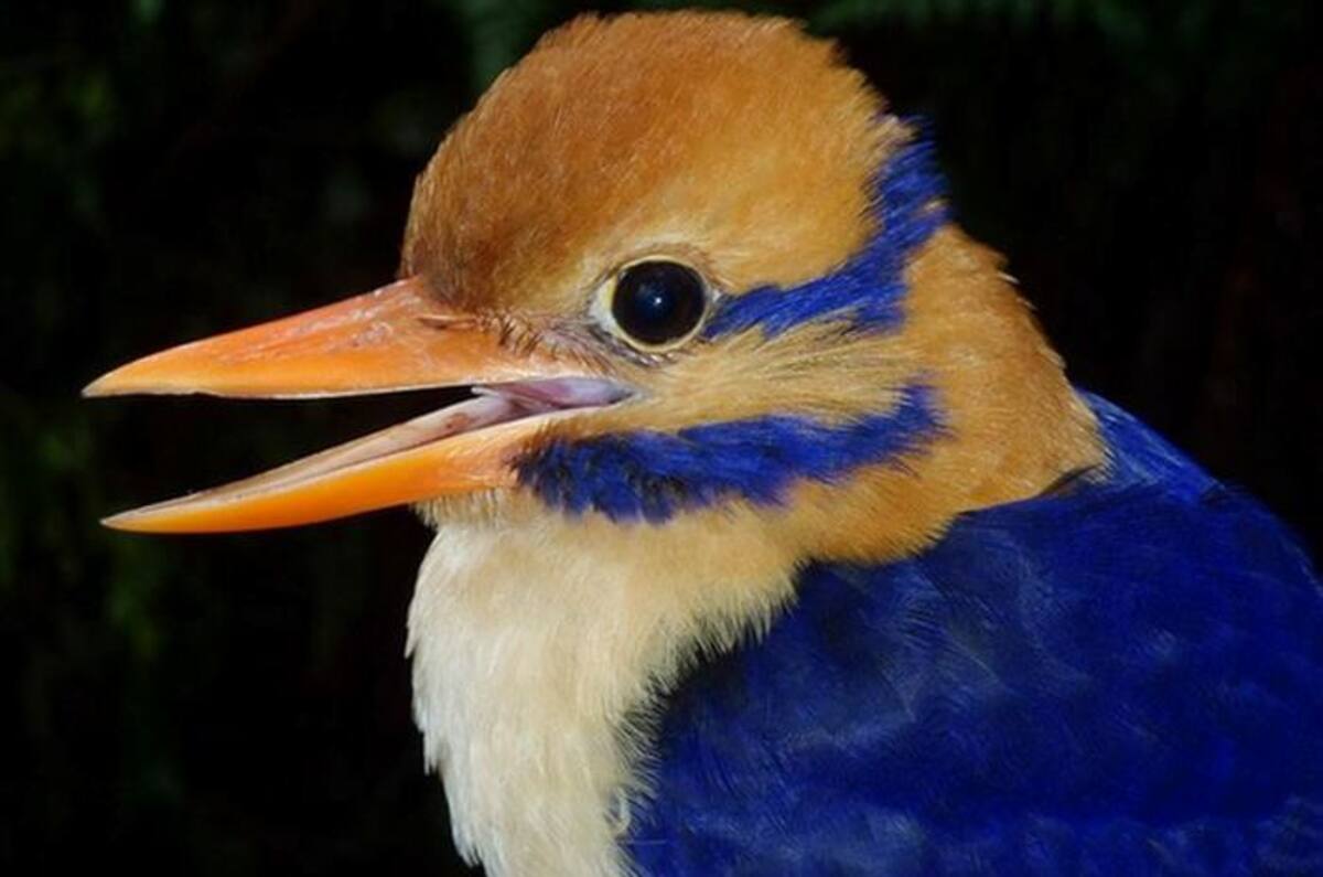Martín pescador bigotudo macho, extraña ave vista después de 20 años. Audubon Society