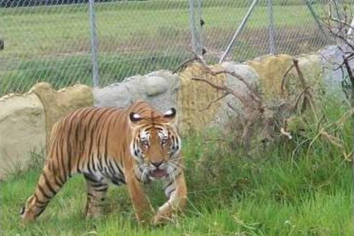 Tigre escapó de la Hacienda Nápoles y tuvo que ser sacrificado