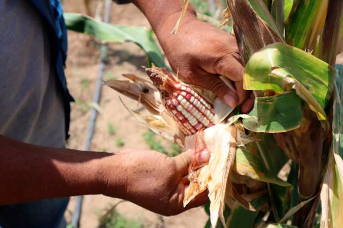 Crecimiento de la economía del país fue impulsado por la agricultura en enero