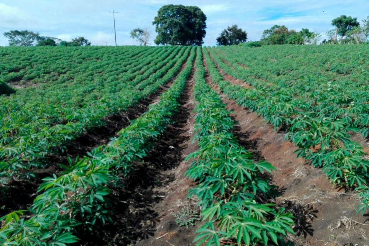 Alianza para financiar cultivos de yuca industrial en Bolívar, Córdoba y Sucre