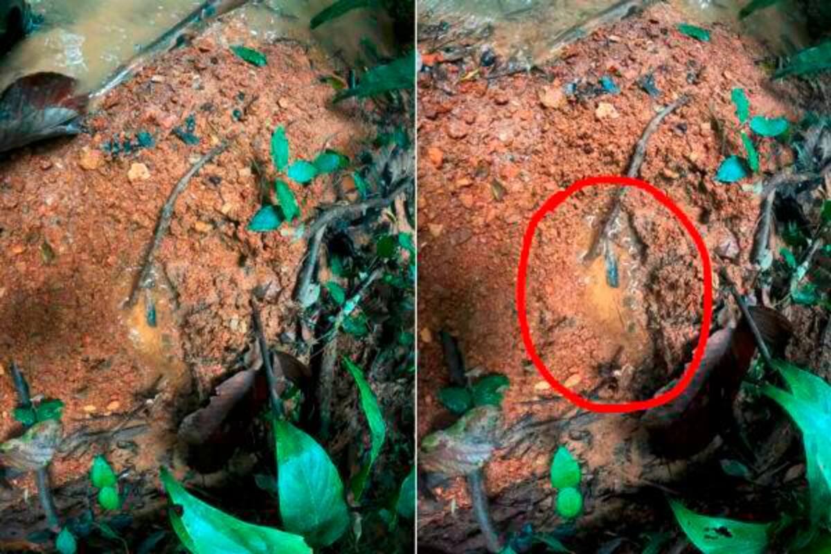 Autoridades hallan pisadas en el suelo en búsqueda de niños indígenas