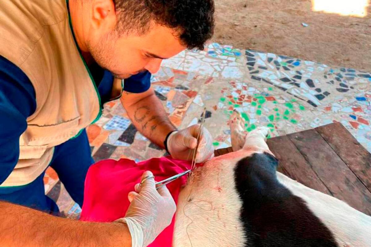 ¡Pilas! Este 12 de octubre jornada gratuita de esterilización de mascotas