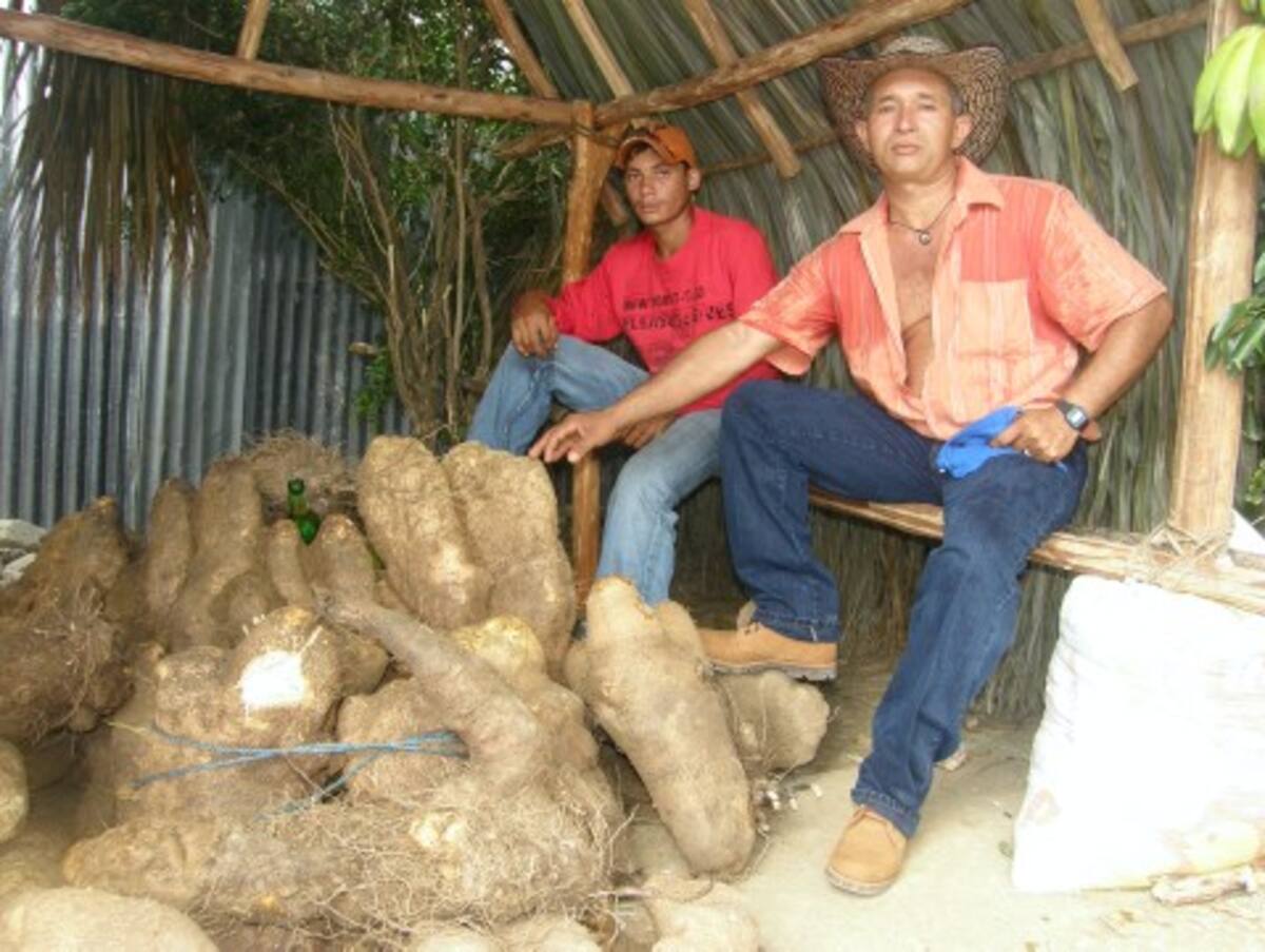 Más de 20 campesinos se pelean el premio al ñame más pesado.