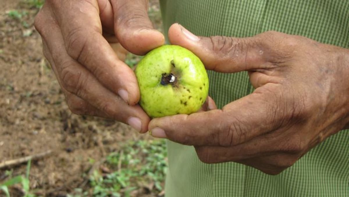 Guayaba afectada por "La Mota Blanca de la Guayaba". HERMES FIGUEROA A. - EL UNIVERSAL