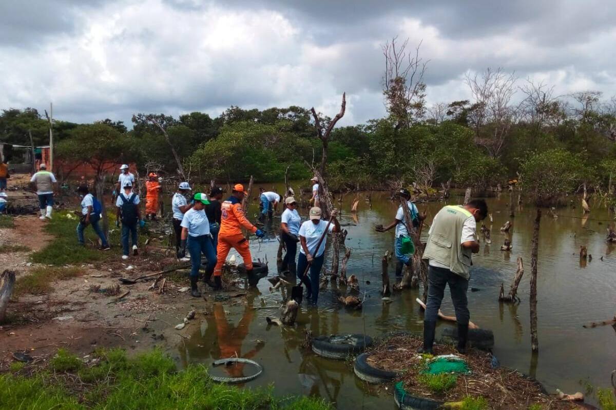 Siembran más de 1.000 plántulas de mangle en ciénaga de La Virgen