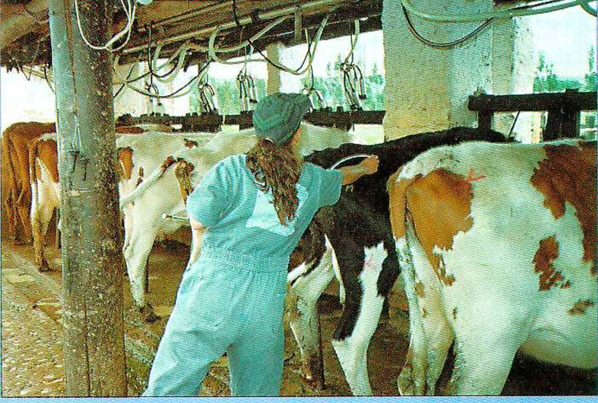 Con el ‘Sistema Nacional de Identificación, Información y Trazabilidad Animal’ se busca asegurar la sanidad agropecuaria del país a través del manejo adecuado de las condiciones sanitarias y productivas de los animales.