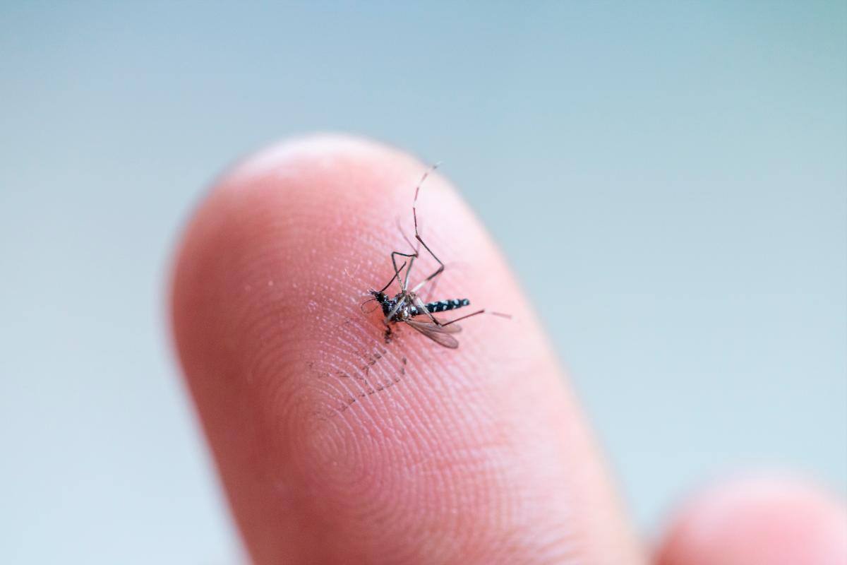 Dengue: 10 pasos para eliminar los criaderos de mosquitos
