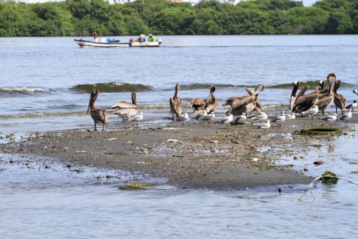 Panorama de la Ciénaga de Las Quintas. Julio Castaño- El Universal.