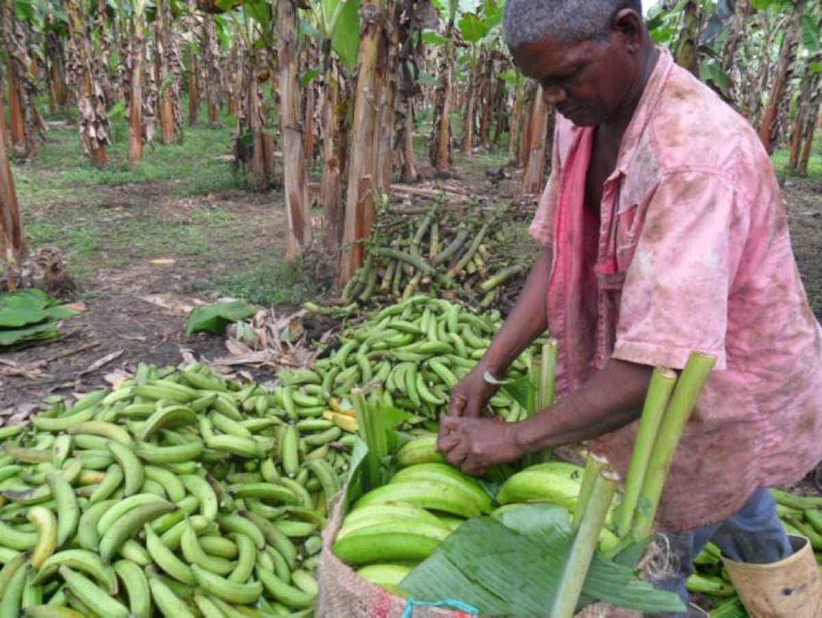 Los cultivadores cordobeses posesionaron al plátano de la región como el de mejor calidad de exportación. archivo.
