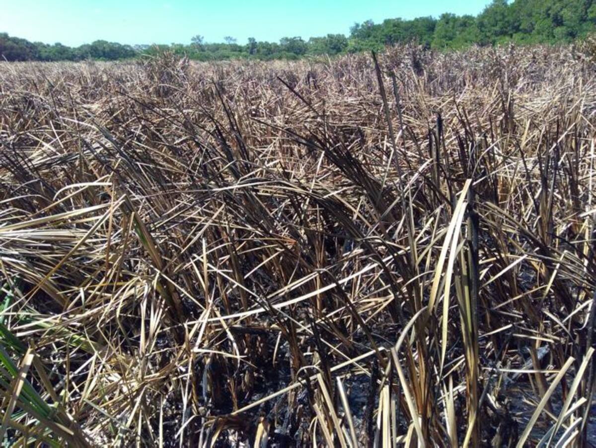 Se estableció que se afectaron 15 hectáreas de enea, una especie invasora similar al pasto, y que no hubo ningún dañó en la cobertura de manglar. CORTESÍA
