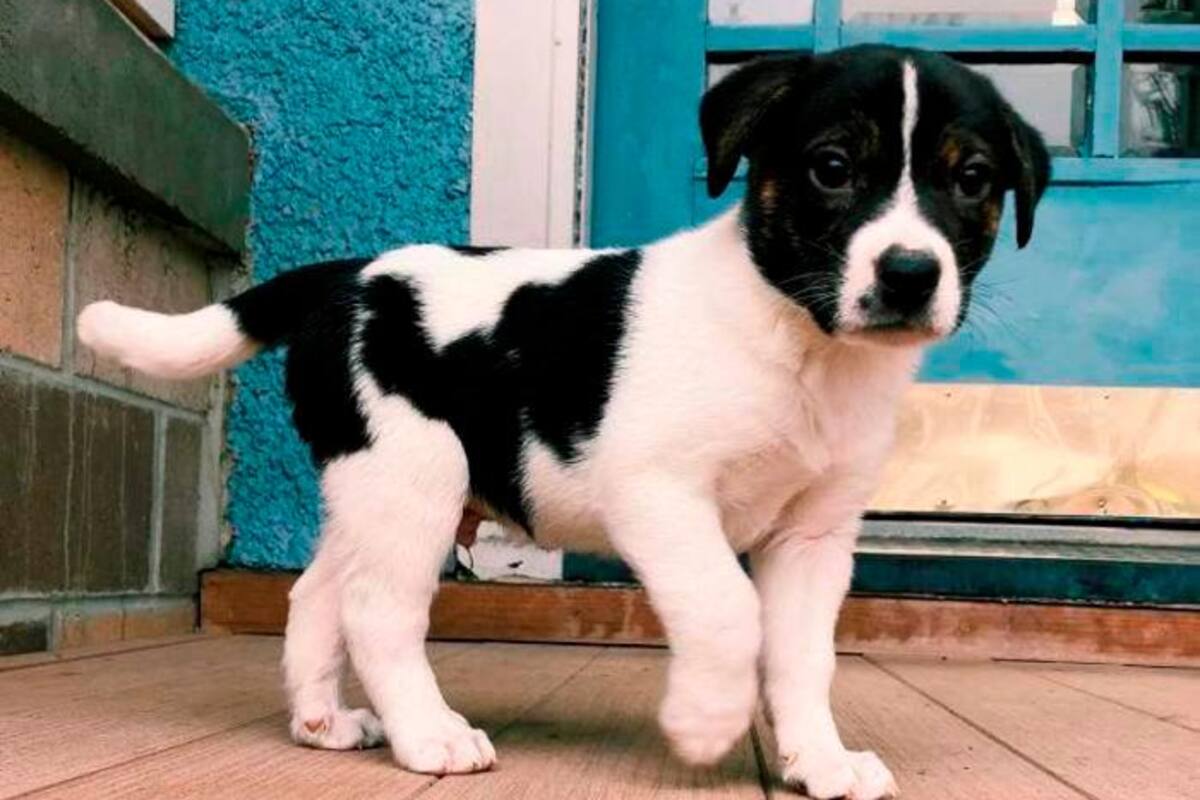 ¡Inaudito! Ladrones le roban perrito a anciana porque no tenía nada de valor