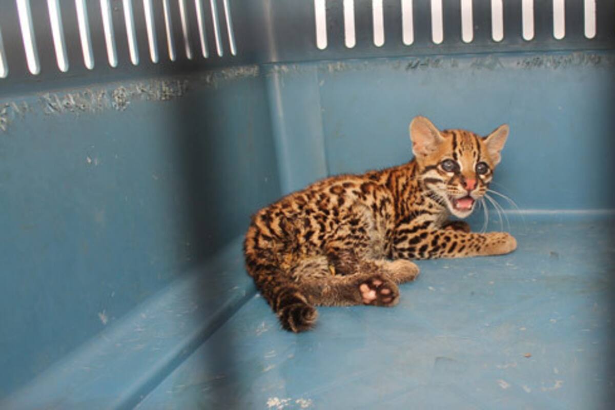 1.767 animales silvestres fueron rescatados en 2018