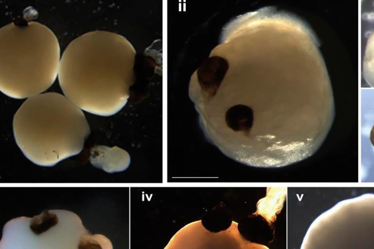 Minicerebros humanos fueron implantados en ratas y lo que pasó fue una sorpresa