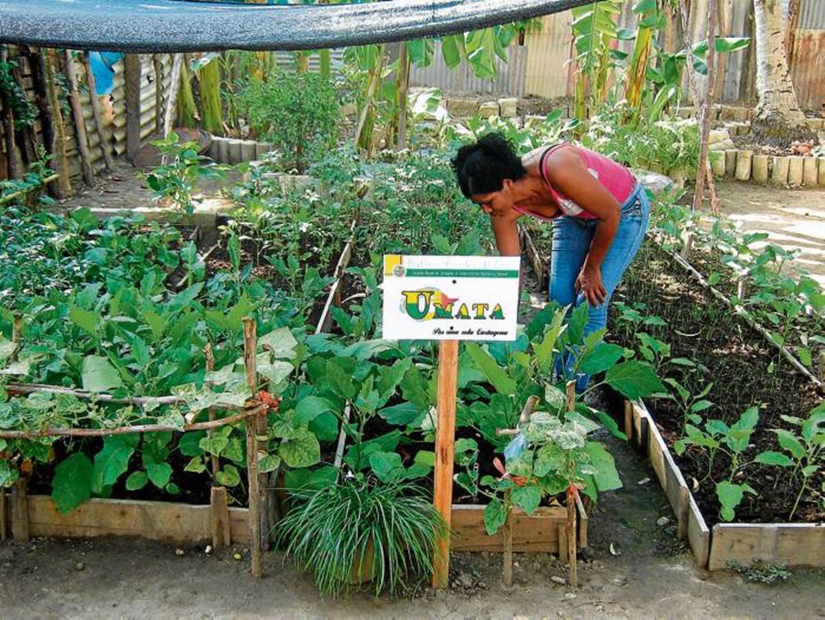 Patios productivos en la zona Suroriental de Cartagena.