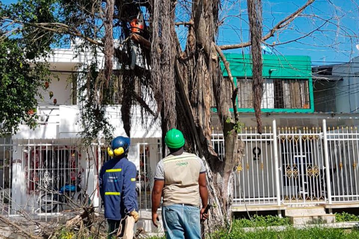 “Siguen envenenando árboles en barrios de Cartagena”: EPA