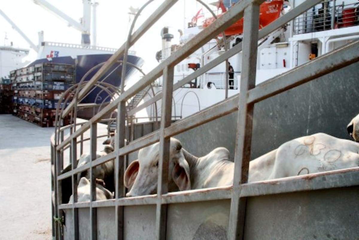Dos embarques de ganado en pie programados para Cartagena están en entredicho por la expedición del Decreto 2000 que limita las exportaciones. ARCHIVO/ EL UNIVERSAL