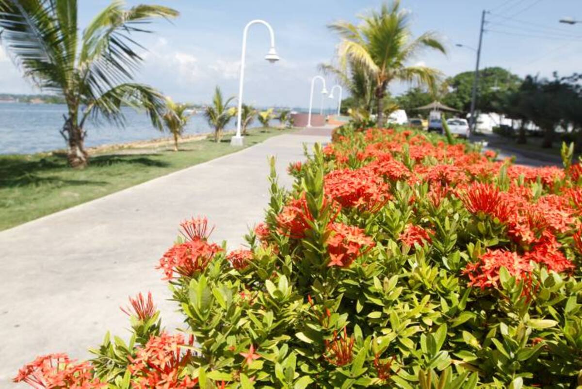 Algunos residentes sugieren una reunión entre los interesados en plantar árboles, para ‘uniformar’ los criterios de siembra. JULIO CASTAÑO-EL UNIVERSAL