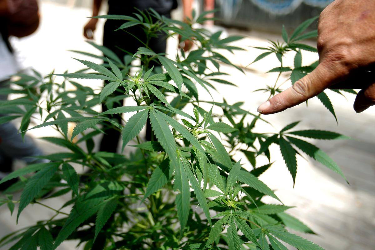 “Cannabis medicinal, masacre para el país”: operador farmacéutico