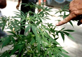 “Cannabis medicinal, masacre para el país”: operador farmacéutico