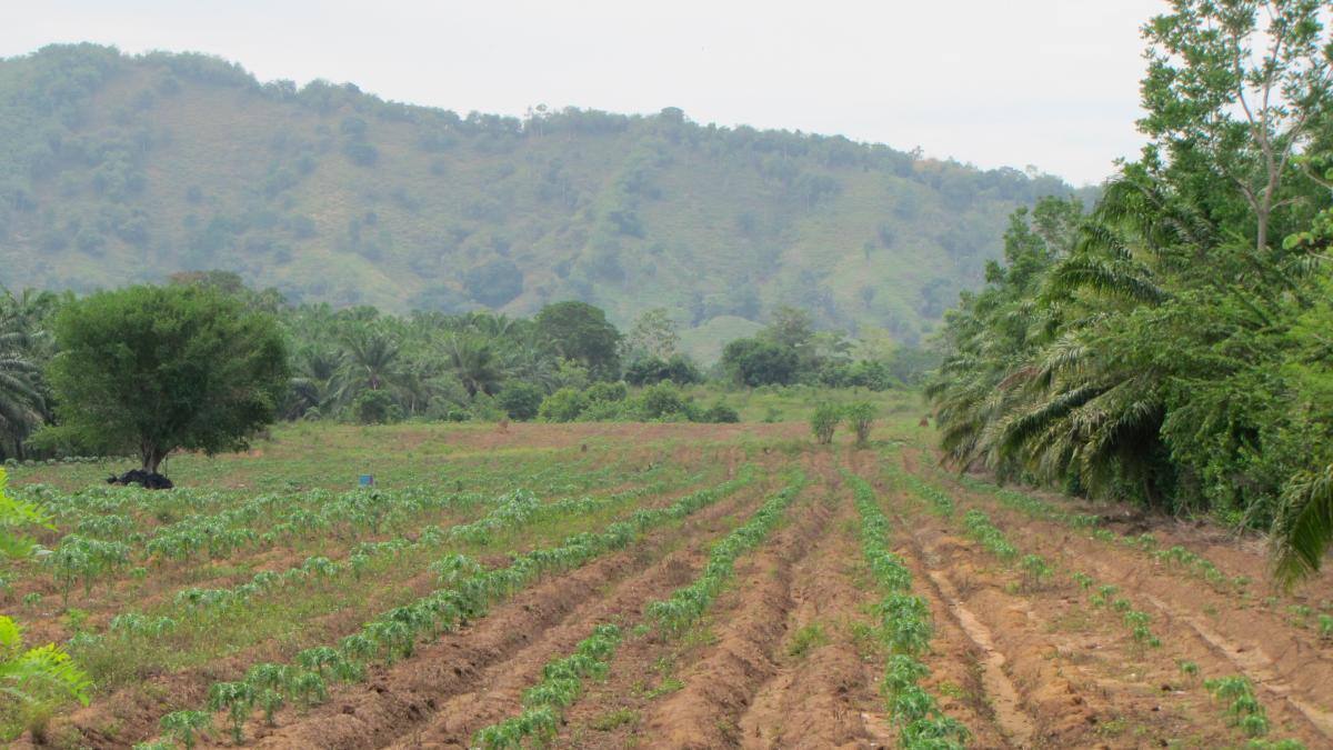 Marialabaja es considerada la despensa agrícola del norte de Bolívar. // HFA -EU