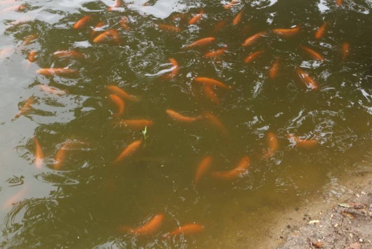 La adecuación de las piscinas y el encerramiento del terreno son algunas de las cosas que les hacen falta a los pescadores rocheros para lograr la adecuación de su proyecto productivo. JULIO CASTAÑO-EL UNIVERSAL