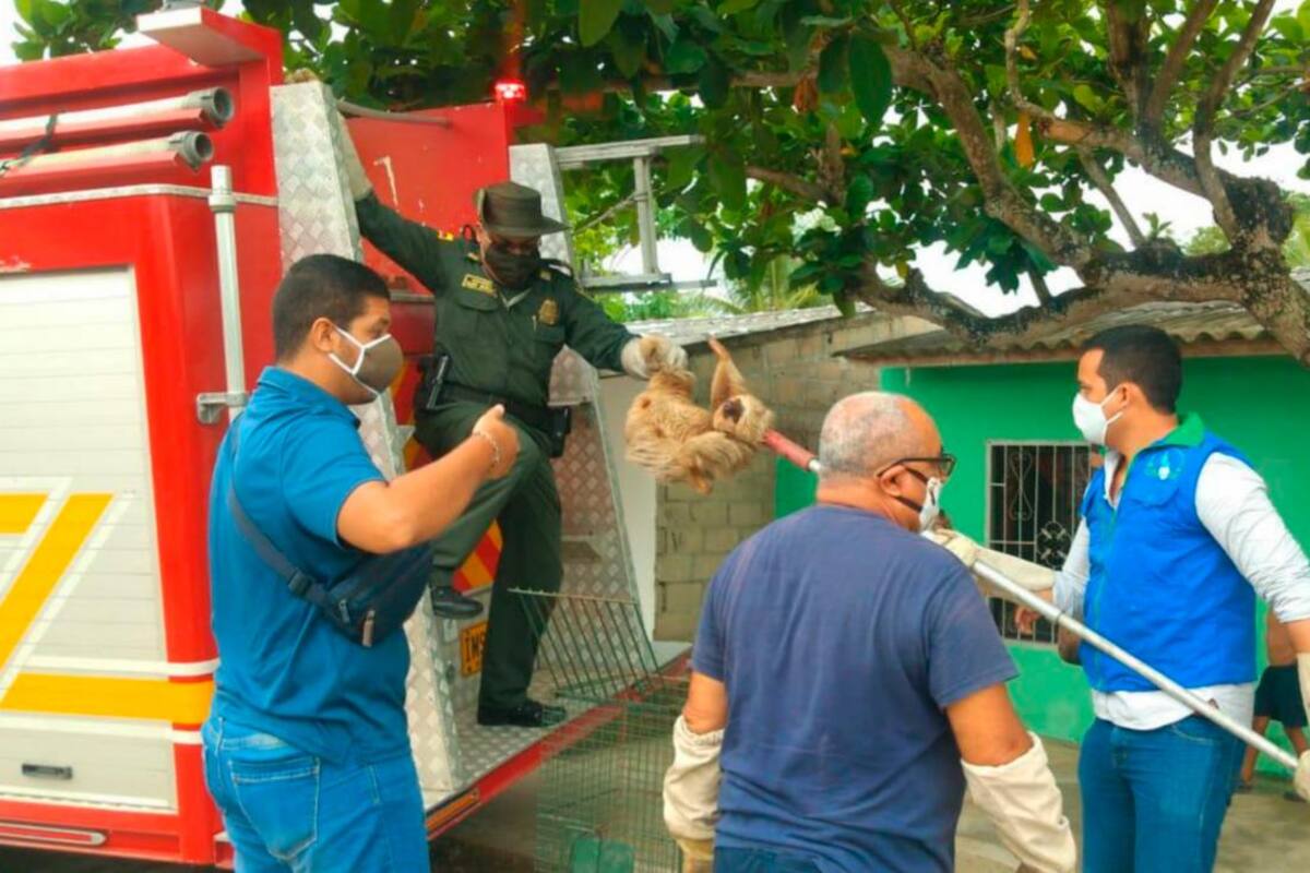 Autoridades y comunidad rescatan oso perezoso a punto de electrocutarse