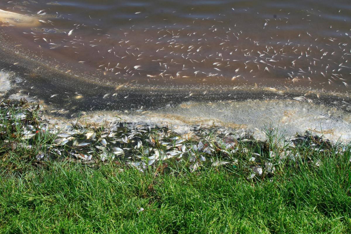 “El Laguito se está muriendo”, dicen residentes tras muerte de peces