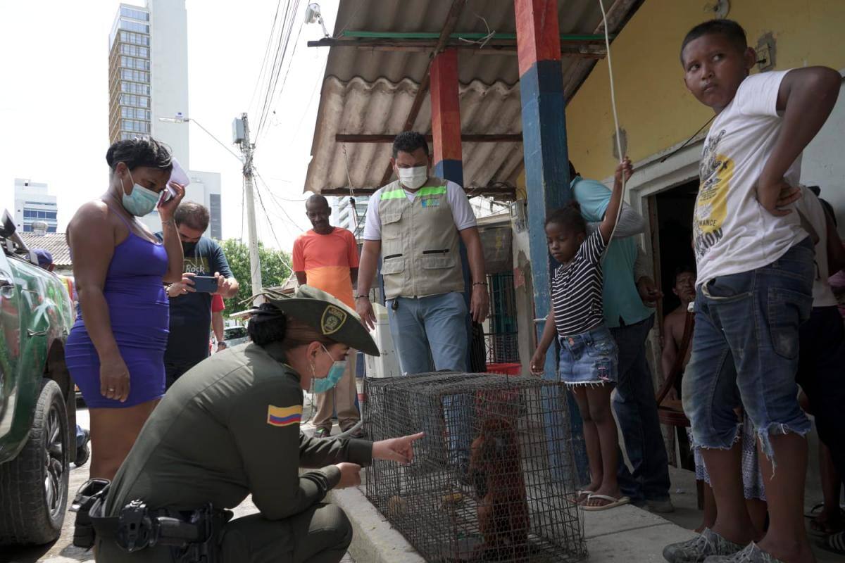 Siguen aumentando los rescates y decomisos de animales silvestres