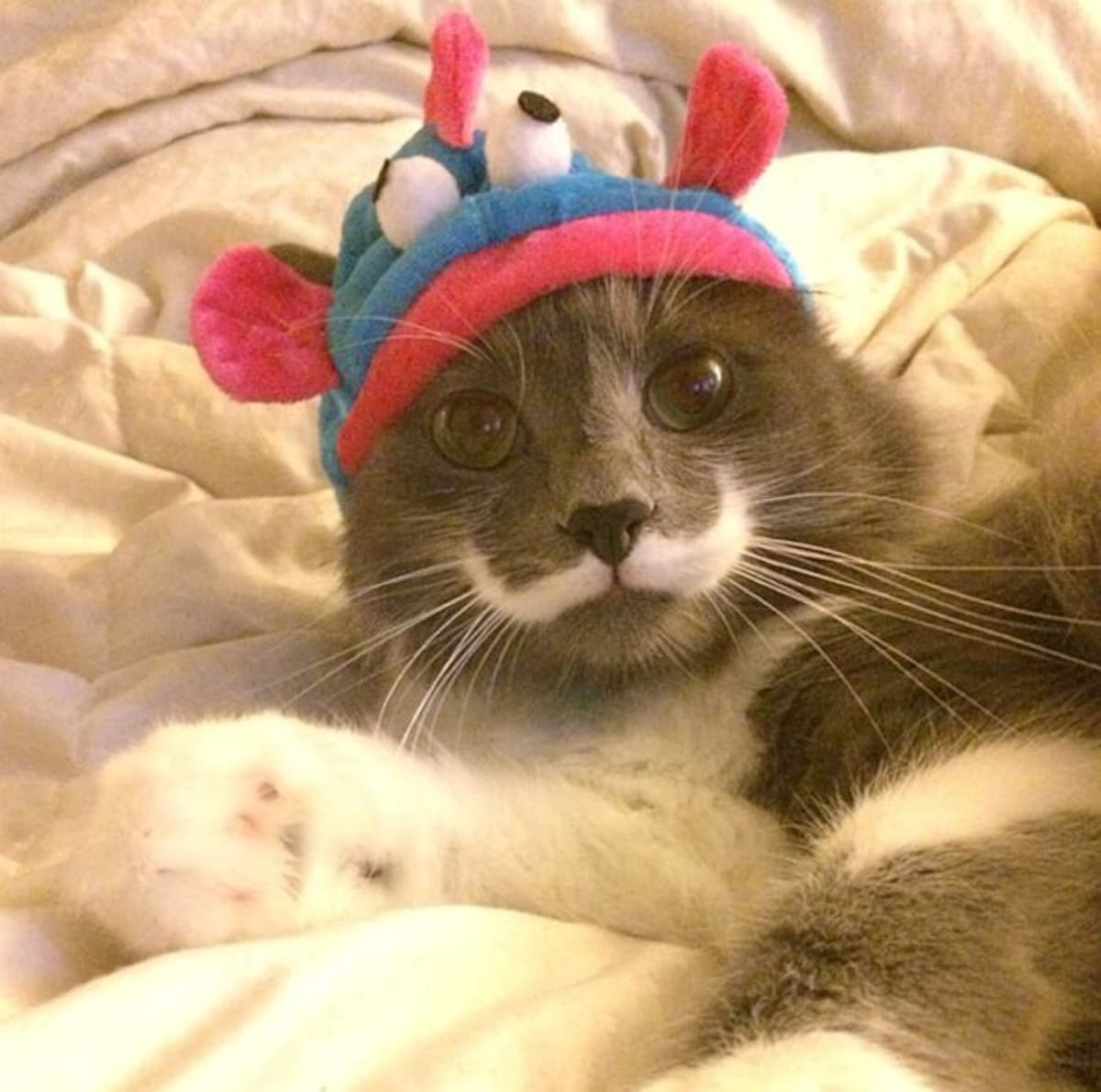 Instagram hamilton_the_hipster_cat