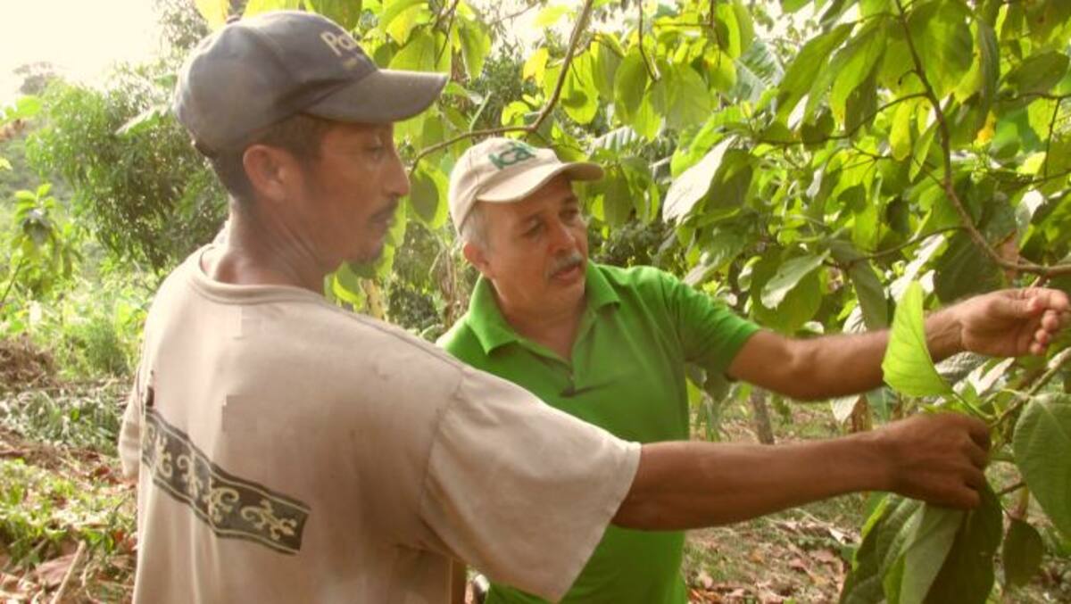 Técnicos del ICA solicitan a los productores de aguacate no aplicar los insumos químicos en esta época de sequía.