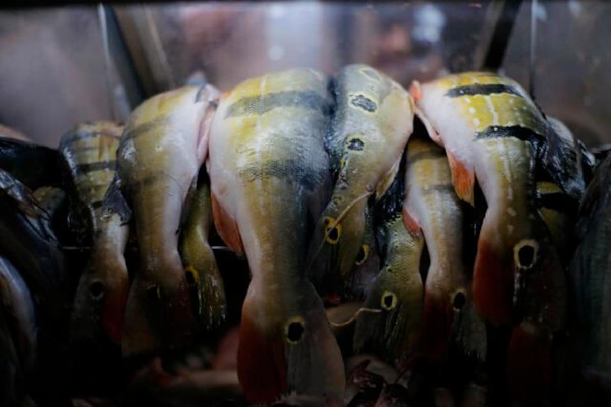 Así comienzan los precios del pescado en las tiendas, para Semana Santa