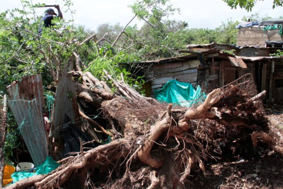 El árbol se vino abajo de raíz. ZENIA VALDELAMAR- EL UNIVERSAL