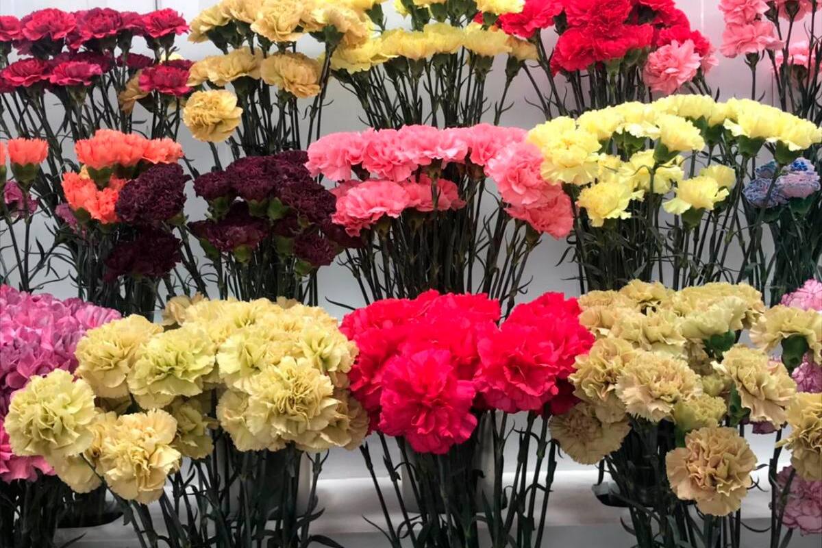 Colombia mueve el mercado de flores en Día de San Valentín