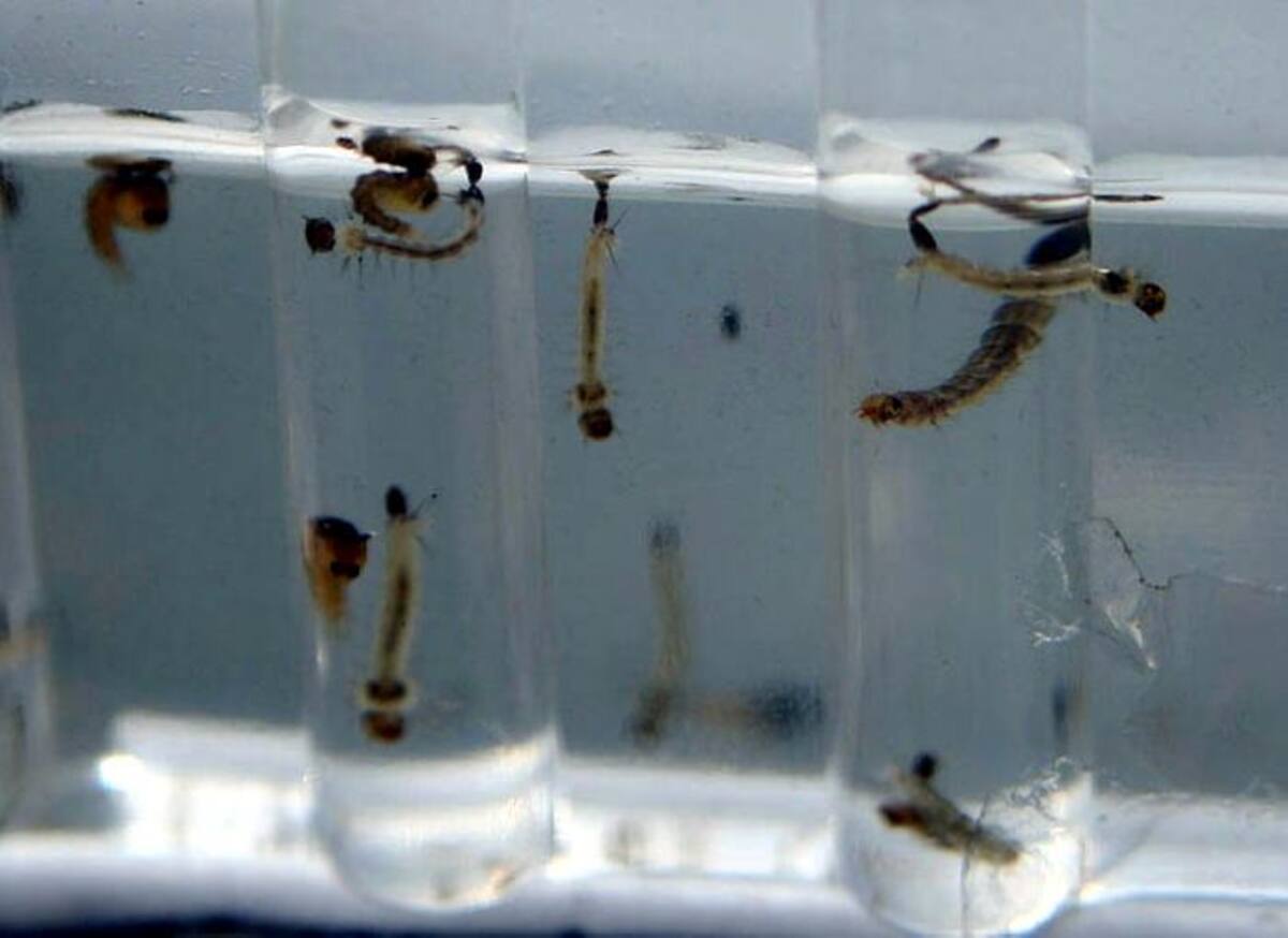 La Secretaría de Salud de Bolívar reportó 257 casos de dengue y 10 casos dengue grave, para un total de 267 casos de dengue reportados a semana epidemiológica 8 de 2014. Cortesía