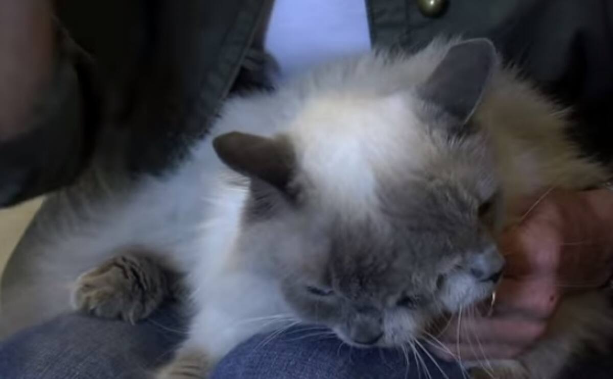 Frank y Louie, el gato de dos caras. TOMADO DE INTERNET.