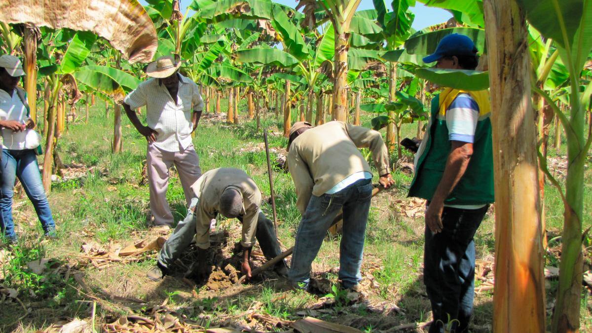 Plátano hartón, la variedad utilizada en la siembra con altas densidades. //HFA - EU