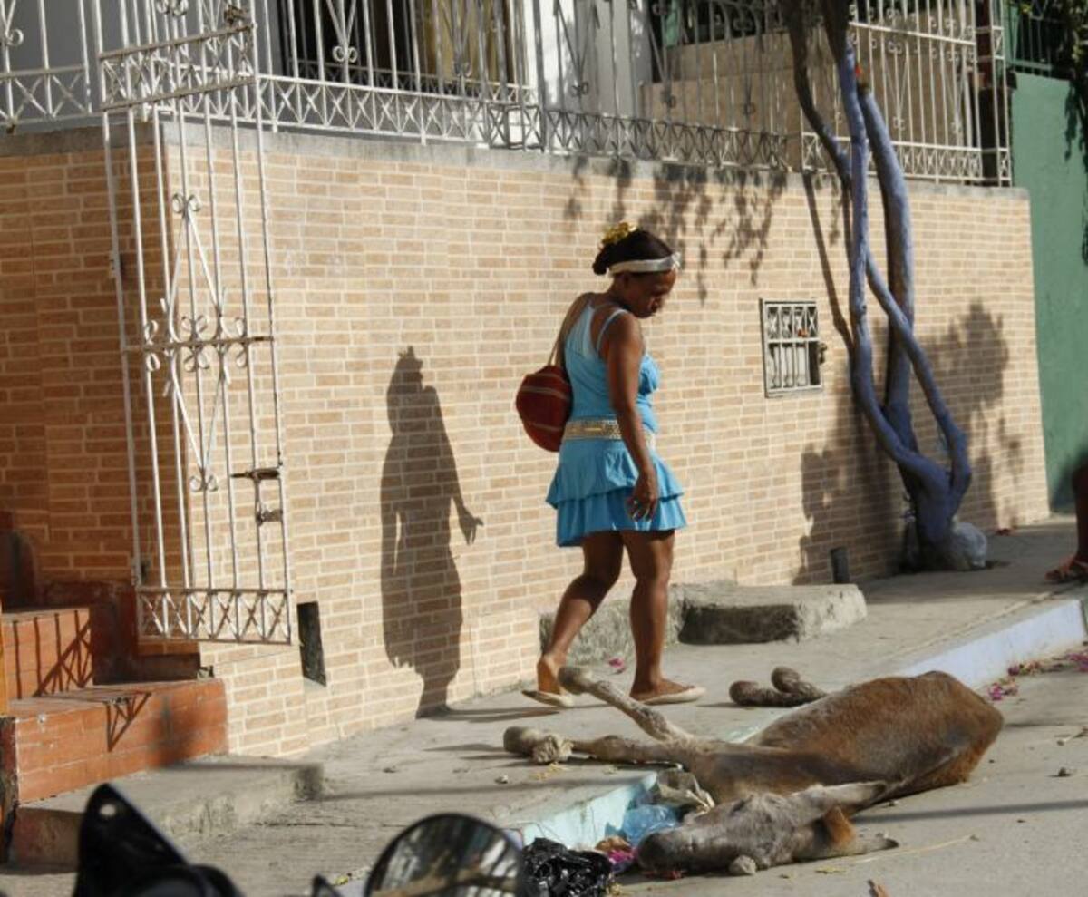 Este fue el burro que murió por el ataque de pandilleros. Q' HUBO