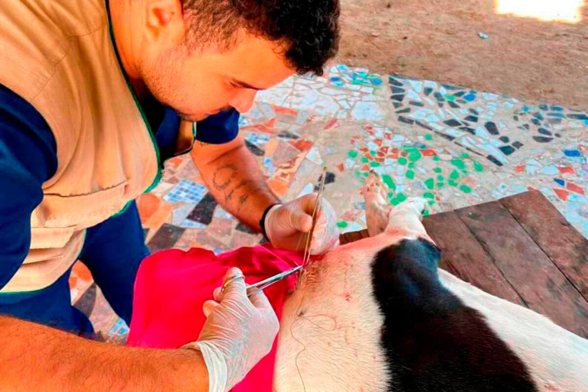 Jornada de esterilización gratuita para mascotas en el barrio El Pozón