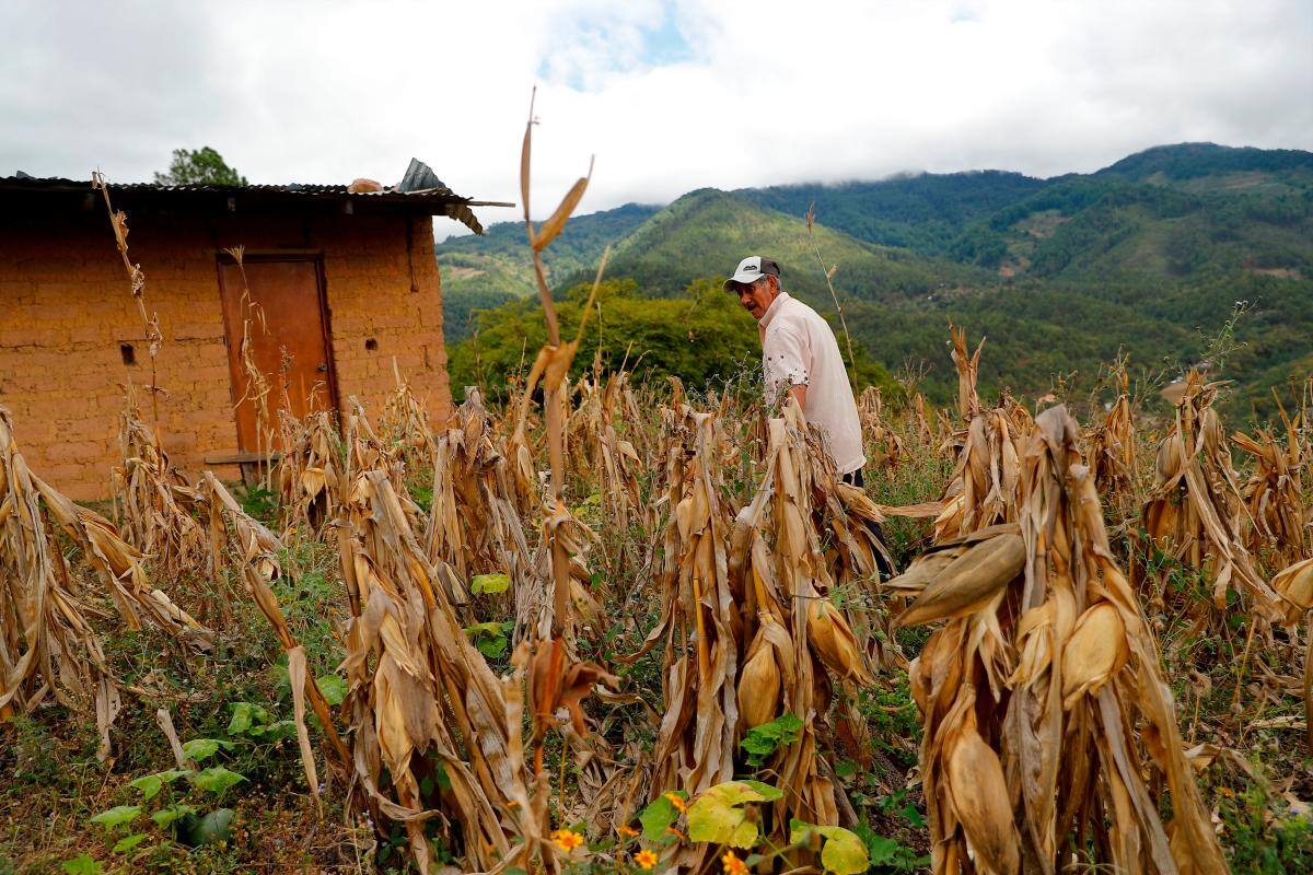 Colombia ingresa en lista de países con inseguridad alimentaria aguda: ONU
