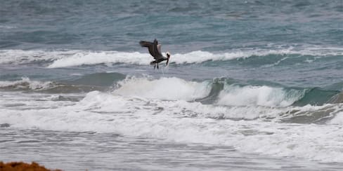 “Jurassic Park”, ¿luz verde para este polémico proyecto?