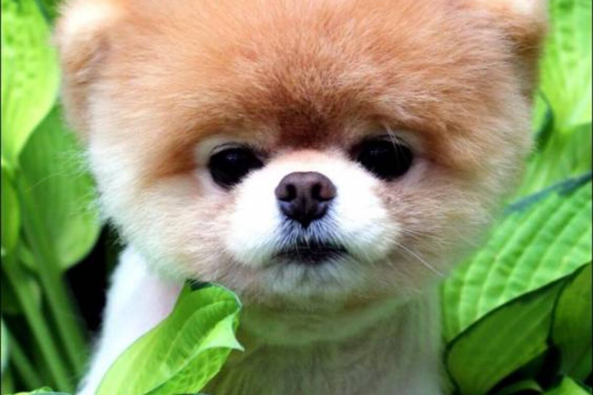 Murió Boo, el perro considerado como el ‘más lindo del mundo’ en redes sociales