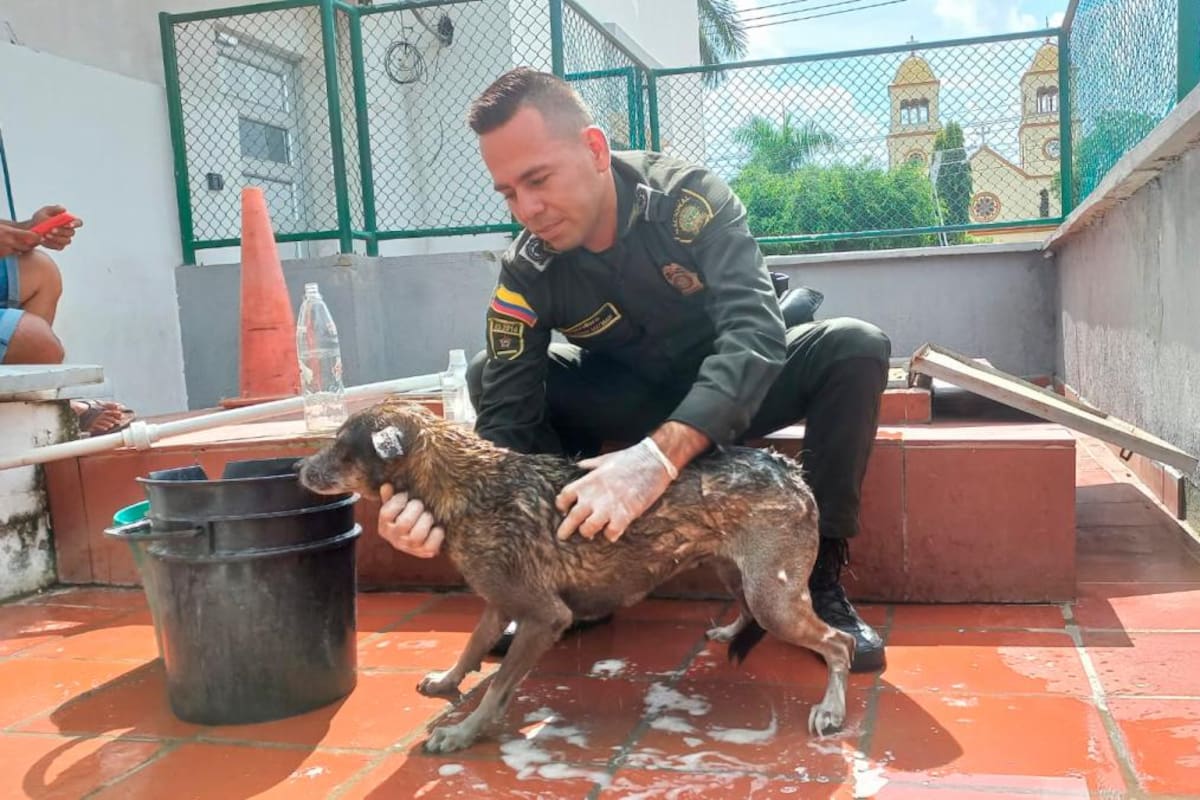 La Negra, la amiga canina miembro de la Policía en Arjona