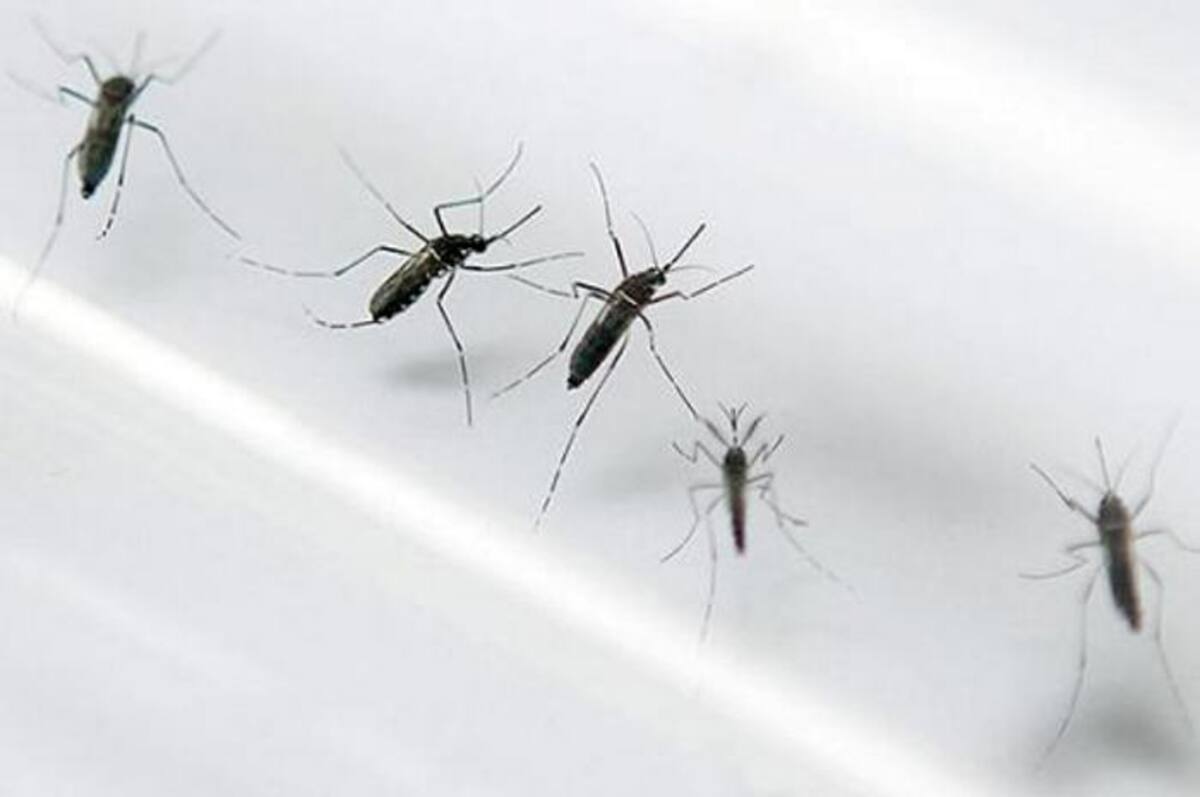 Campaña nacional de prevención del zika. AFP