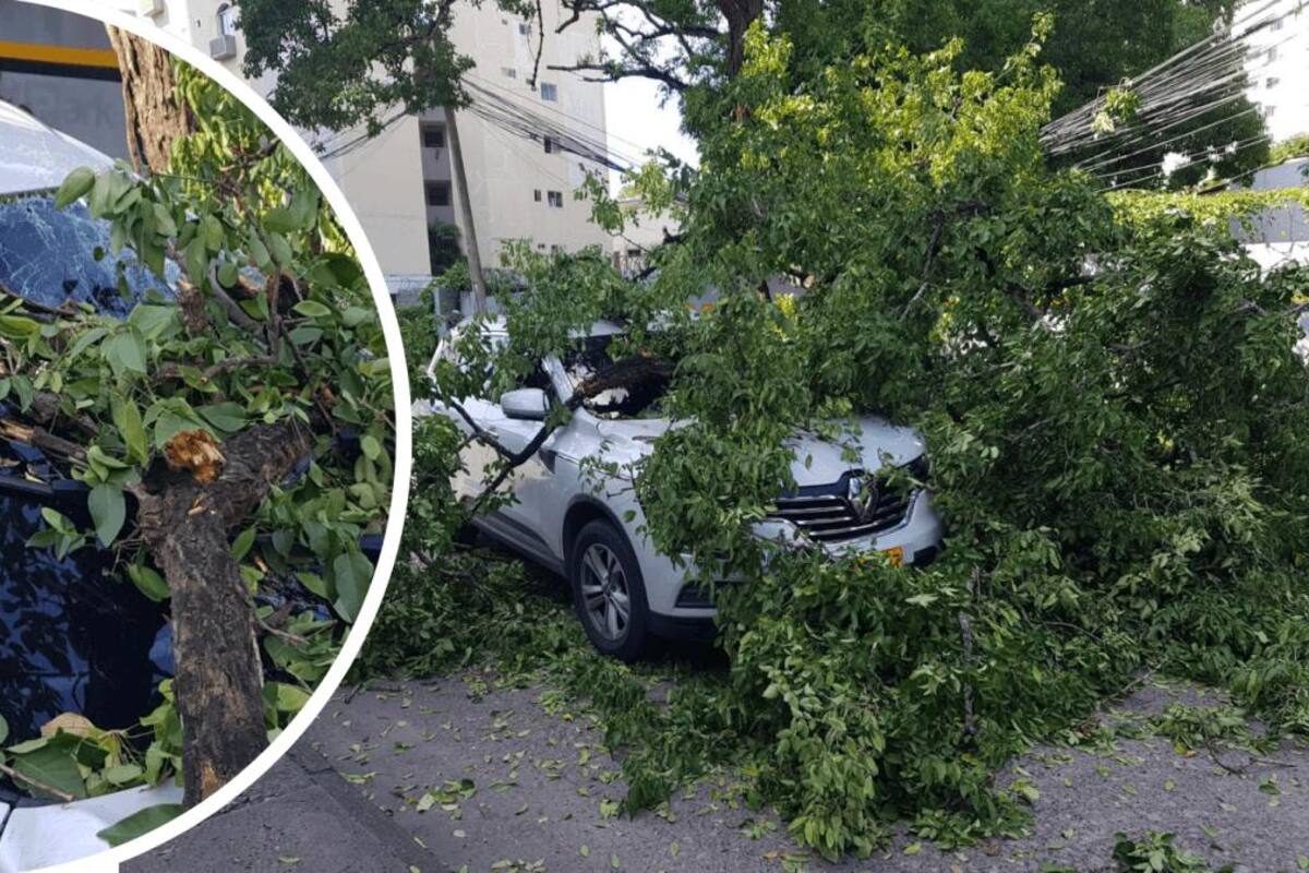 A centímetros de la muerte: manejaba por Manga y le cayó un árbol