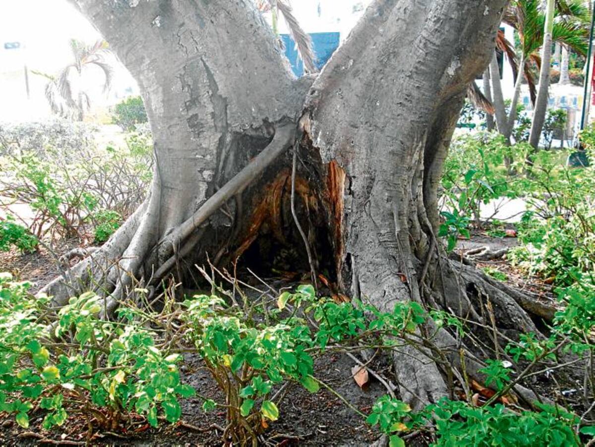 Una pudrición apical tiene sometido a un gran árbol de caucho del Parque Flánagan.