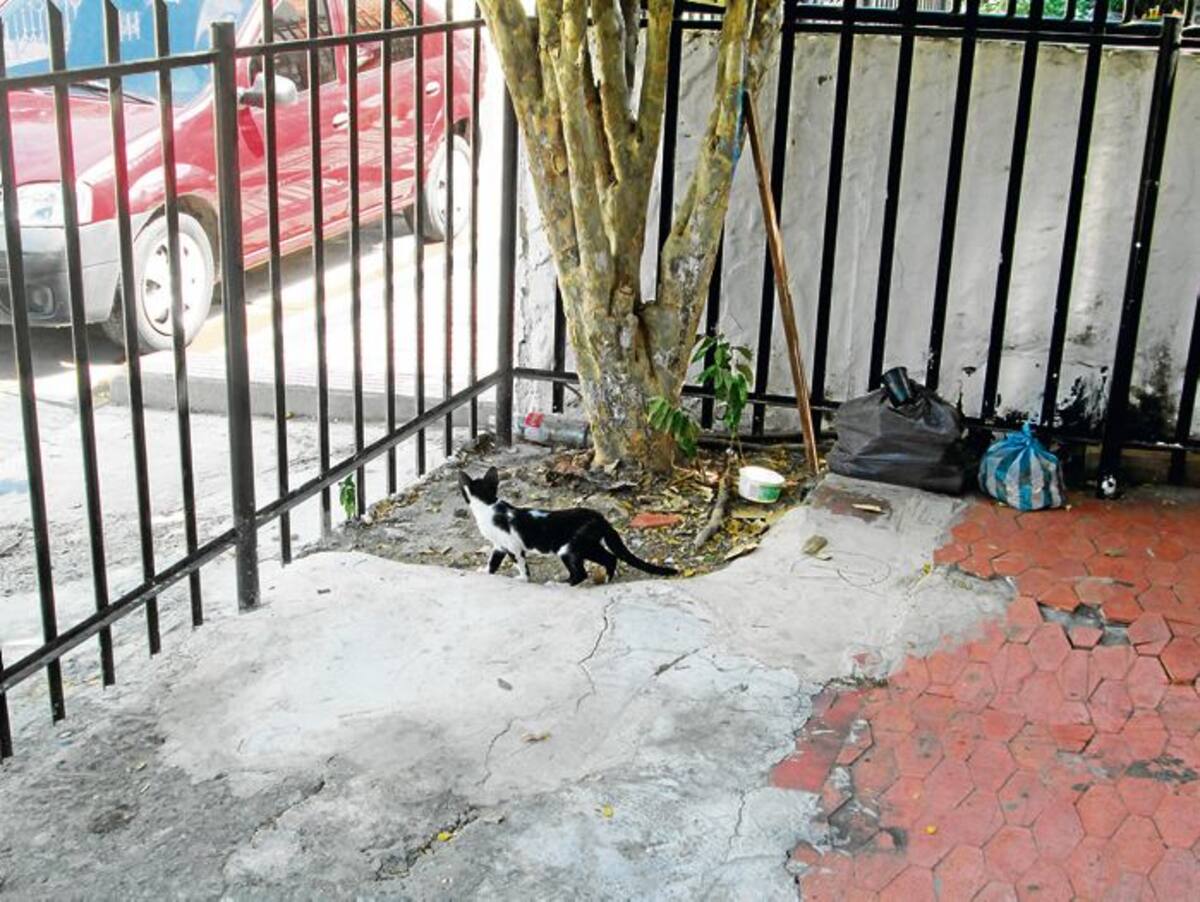 Algunas personas rechazan que las mascotas de sus vecinos les estén ensuciando con excrementos sus viviendas.