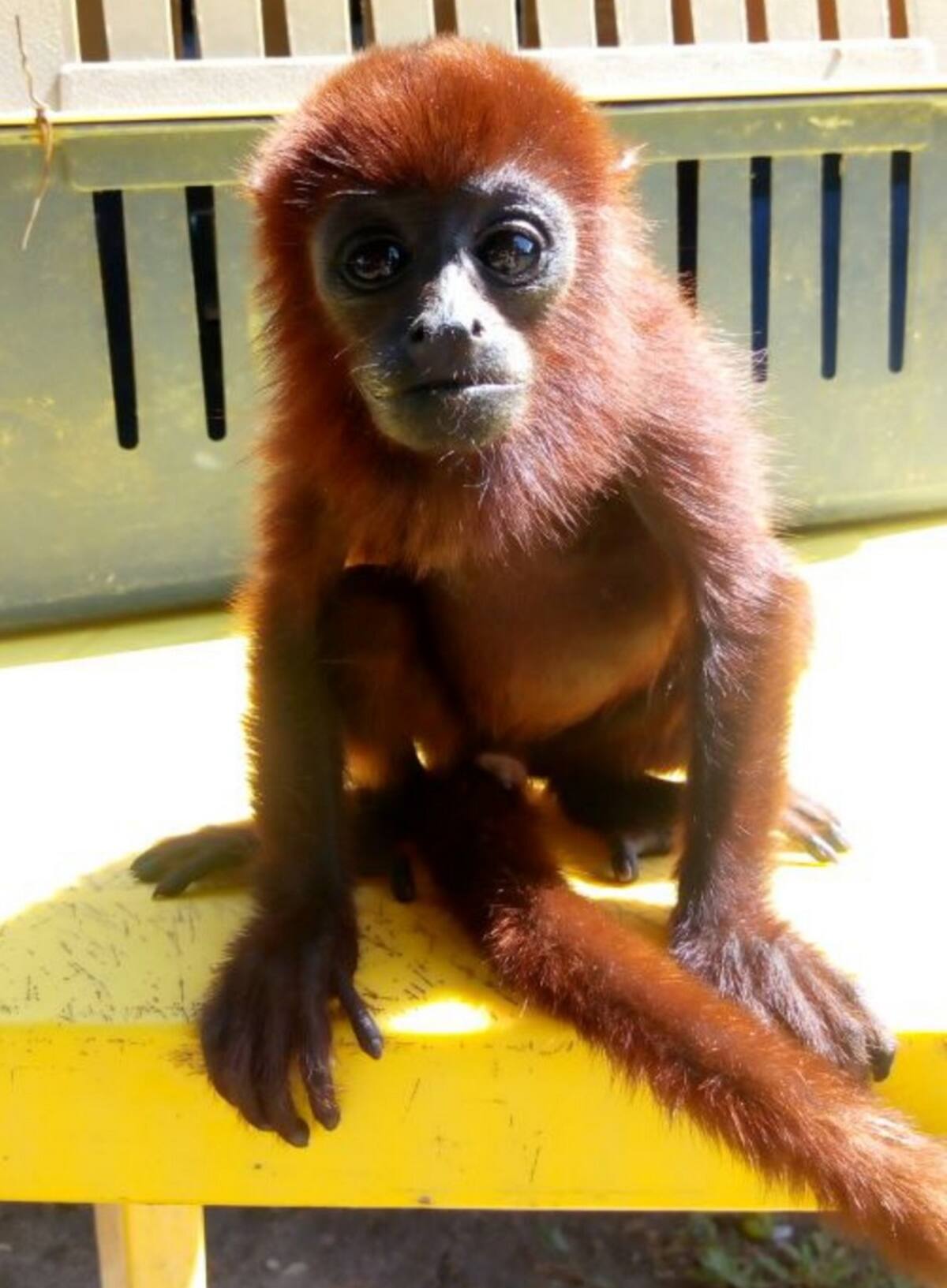 Supuestamente, el “mono aullador” fue sacado de su hábitat para venderlo en Sincelejo, pero las autoridades lo evitaron. El Universal