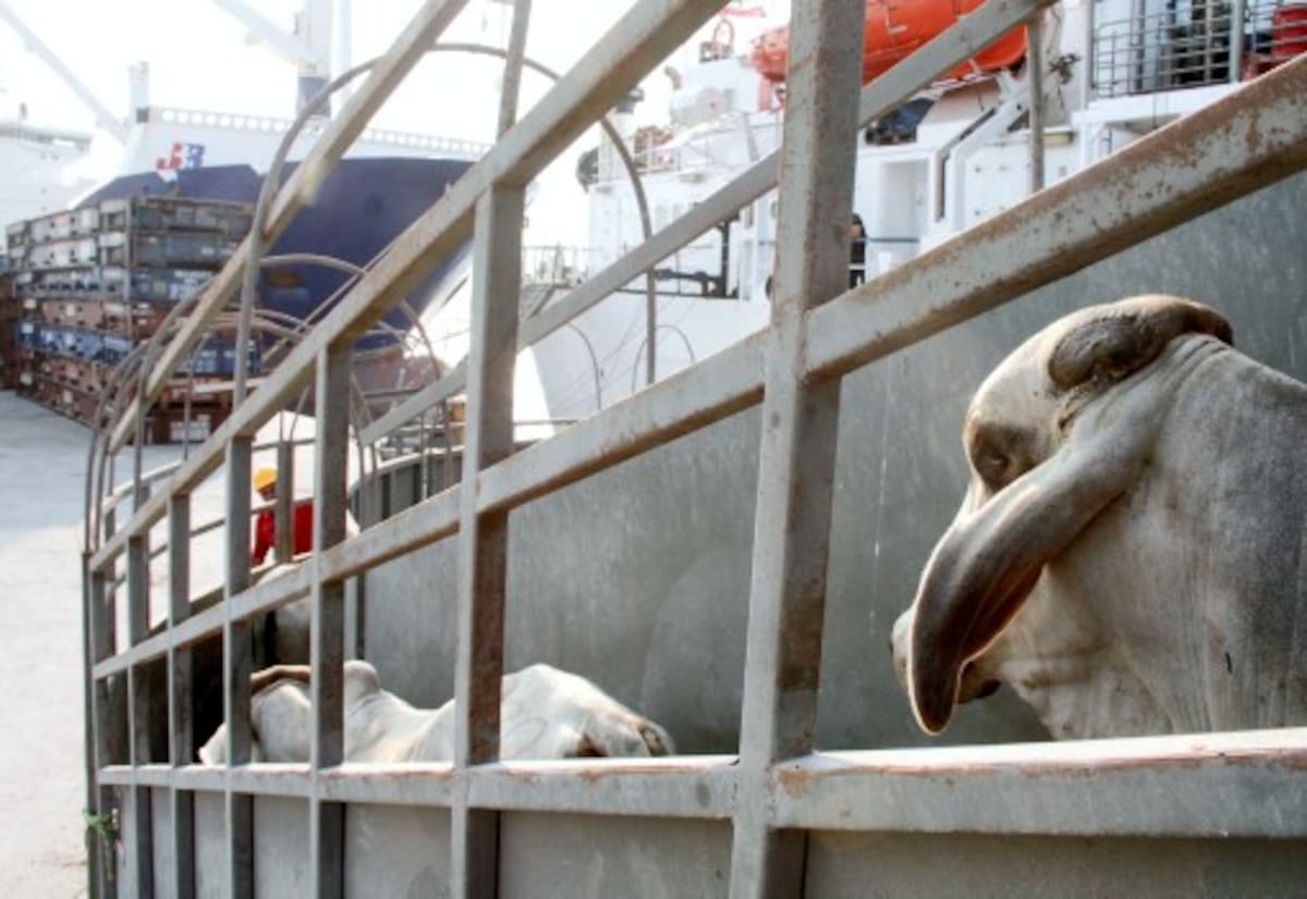 El último embarque de ganado en pie a El Líbano se hizo por Muelles El Bosque. ARCHIVO