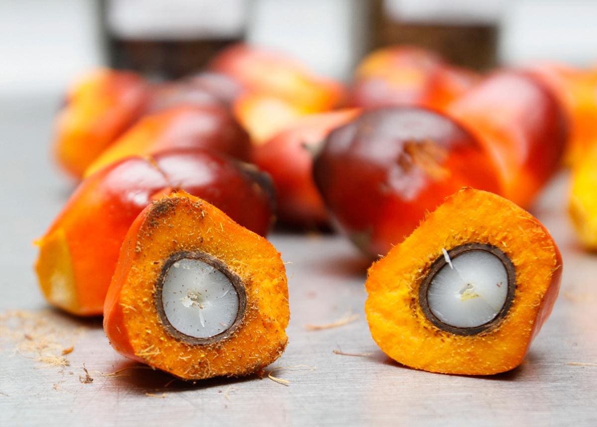 Fruto de la palma de aceite. // archivo