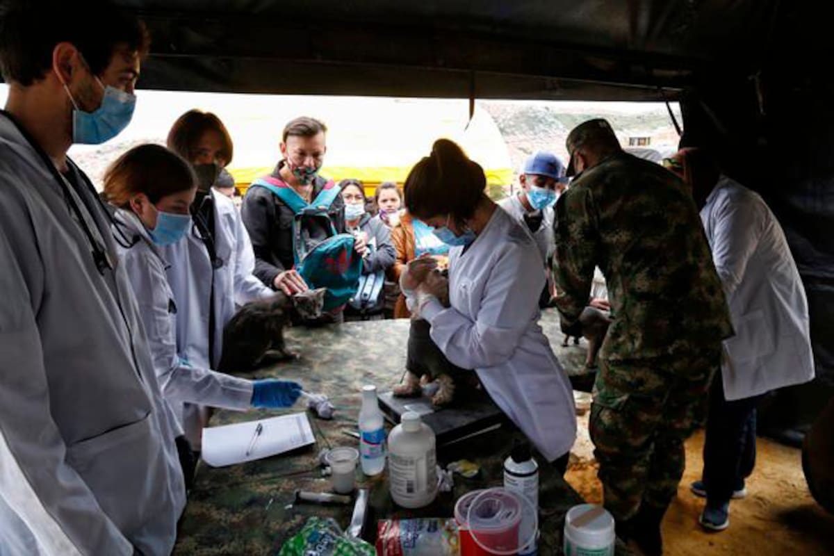 Cámara aprobó la esterilización para gatos y perros callejeros